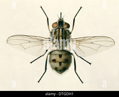 stable fly - Stomoxys calcitrans