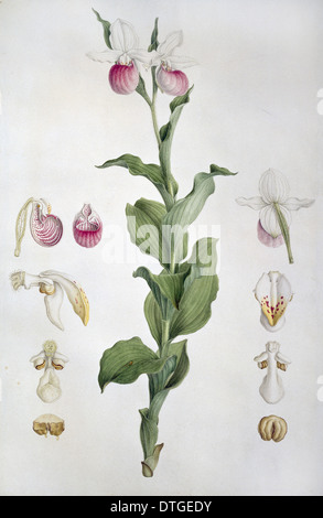 Cypripedium reginae, lady's slipper orchid. Also known as pink-and-white orchid. Stock Photo