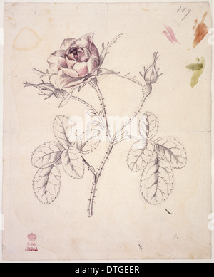 Rosa centifolia, cabbage rose Stock Photo