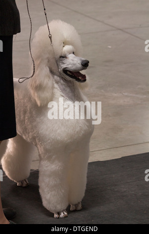 Standard Poodle in the Older Puppy Class at at the Ontario Breeders Dog Show in Lindsay, Ontario Stock Photo