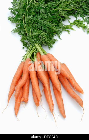 Carrots (Daucus carota subsp. sativus) Stock Photo