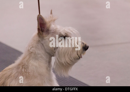 White Scottish Terrier in Show Ring at the Ontario Breeders Dog Show in Lindsay, Ontario Stock Photo