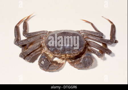 Eriocheir sinensis, Chinese mitten crab Stock Photo