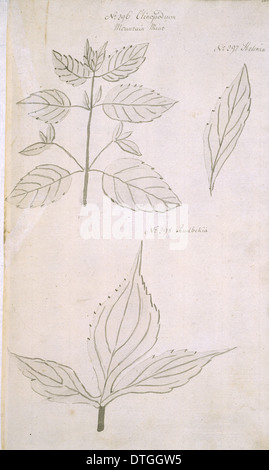 Clinopodium vulgare, wild basil Stock Photo