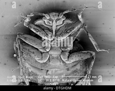 Cimex lectularius, bed bug Stock Photo