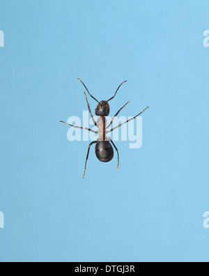 Formica rufa, wood ant Stock Photo