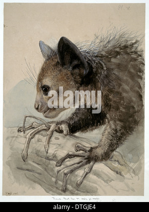 Daubentonia madagascariensis, aye-aye Stock Photo