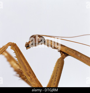 Tendera aridfolia, Chinese praying mantis Stock Photo