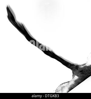 Ammodorcas clarkei, Clark's gazelle Stock Photo Alamy