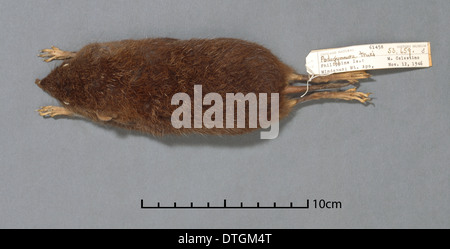 Podogymnura truei, Mindanao gymnure Stock Photo Alamy