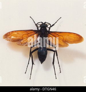 Pepsis heros, tarantula hawk wasp Stock Photo - Alamy