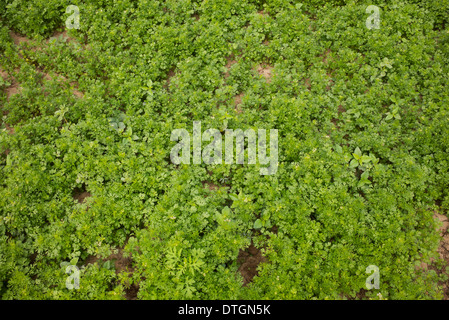 Coriandrum sativum . Growing Coriander in the Indian countryside. India Stock Photo