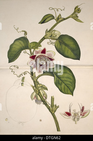 Passiflora quadrangularis, water lemon Stock Photo