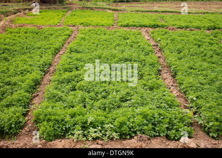 Coriandrum sativum . Growing Coriander in the Indian countryside. India Stock Photo