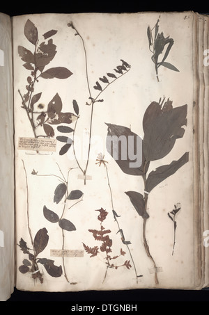 Lawson plant specimens Stock Photo