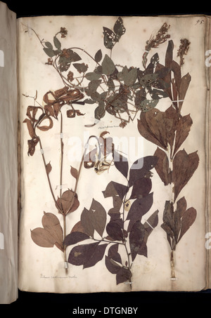 Lawson plant specimens Stock Photo