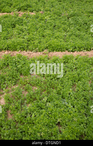 Coriandrum sativum . Growing Coriander in the Indian countryside. India Stock Photo