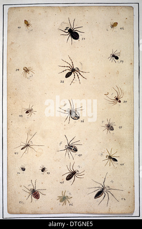 English spiders by Eleazar Albin Stock Photo