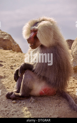 HAMADRYAS BABOON   (Papio hamadryas) SITTING ON ROCKS  IN SAUDIA ARABIA Stock Photo