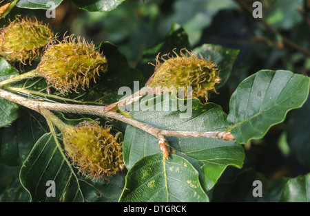 BEECH NUTS OR BEECHMAST ON BEECH TREE (Fagus sylvatica) Stock Photo