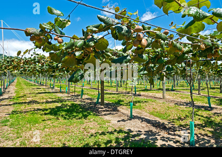 Kiwi fruits (Actinidia deliciosa), plantation with ripe fruit, East Cape, Gisborne region, North Island, New Zealand Stock Photo