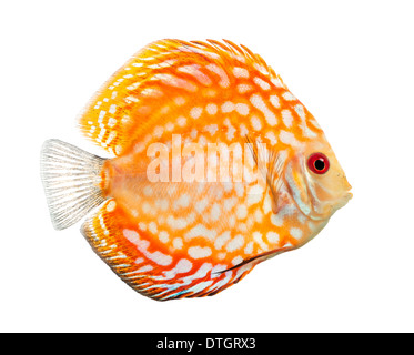 Side view of a Red pigeon blood discus, Symphysodon aequifasciatus, against white background Stock Photo