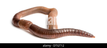 Common earthworm, Lumbricus terrestris, against white background Stock Photo