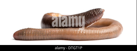 Common earthworm, Lumbricus terrestris, against white background Stock Photo
