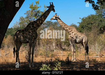 From Victoria Falls is possible to visit the nearby Botswana. Specifically Chobe National Park.  A pair of giraffes standing Stock Photo