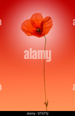 Poppy on a gradient red background Stock Photo
