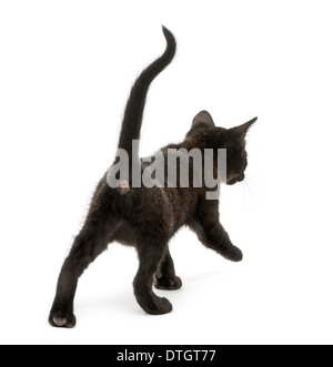 rear view of a black and white cat walking along a small path in a ...