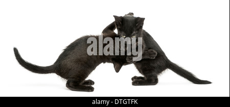 Side view of two Black kittens playing, 2 months old, against white background Stock Photo
