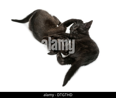 Two Black kittens playing, 2 months old, against white background Stock Photo