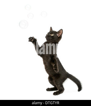 Black kitten standing on hind legs, reaching at soap bubbles, 2 months old, against white background Stock Photo