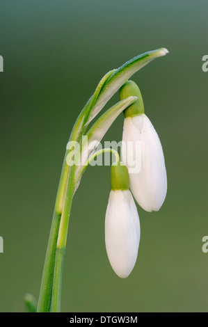 Snowdrop (Galanthus nivalis), blossoms, North Rhine-Westphalia, Germany Stock Photo