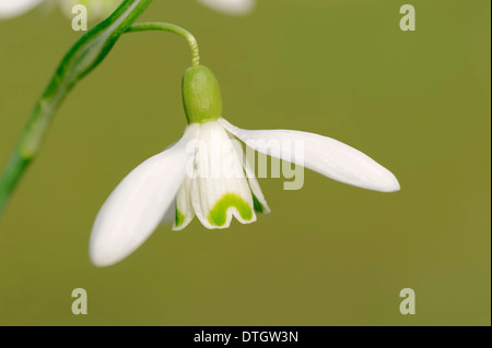 Snowdrop (Galanthus nivalis), blossom, North Rhine-Westphalia, Germany Stock Photo