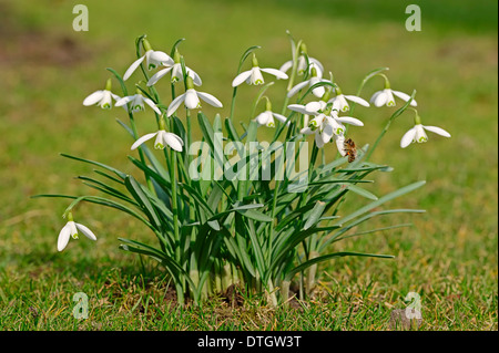 Snowdrop (Galanthus nivalis), North Rhine-Westphalia, Germany Stock Photo