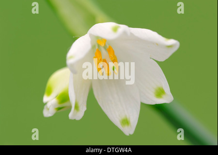 Summer Snowflake (Leucojum aestivum), blossom, North Rhine-Westphalia, Germany Stock Photo