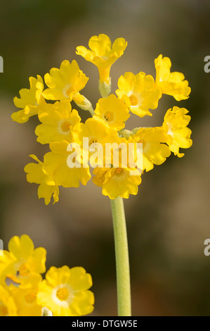 Mountain Cowslip (Primula auricula), blossoms, Germany Stock Photo