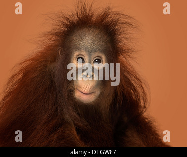Young Bornean orangutan, Pongo pygmaeus, 18 months old, on a brown background Stock Photo