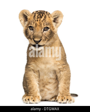 Lion cub sitting, 7 weeks old, against white background
