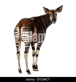 Rear view of an Okapi, looking back at the camera, Okapia johnstoni, against white background Stock Photo