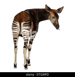 Rear view of an Okapi, looking back, sticking its tongue, Okapia johnstoni, against white background Stock Photo
