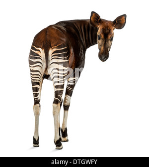 Rear view of an Okapi, looking back at the camera, Okapia johnstoni, against white background Stock Photo