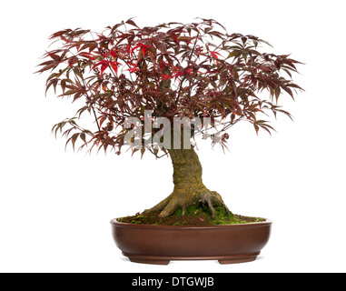 Japanese Maple bonsai tree, Acer palmatum, against white background Stock Photo