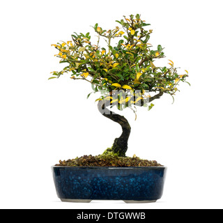Honeysuckle bonsai tree, Lonicera caprifolium, against white background Stock Photo