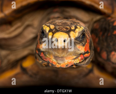 Close-up of a Red-footed tortoise, Chelonoidis carbonaria Stock Photo