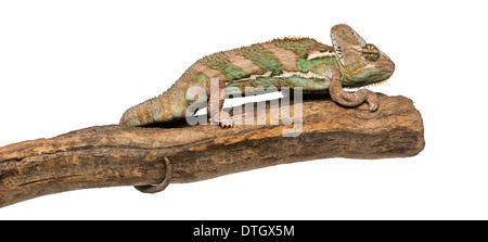 Side view of a Veiled chameleon standing on a branch, Chamaeleo calyptratus, in front of white background Stock Photo