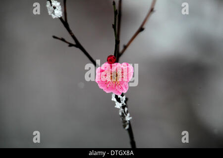 Nanjing. 18th Feb, 2014. Photo taken on Feb. 18, 2014 shows plum blossoms in snow in Nanjing, capital of east China's Jiangsu Province. Snowstorms have been sweeping parts of China, wreaking havoc on traffic and crops. Credit:  Shen Peng/Xinhua/Alamy Live News Stock Photo