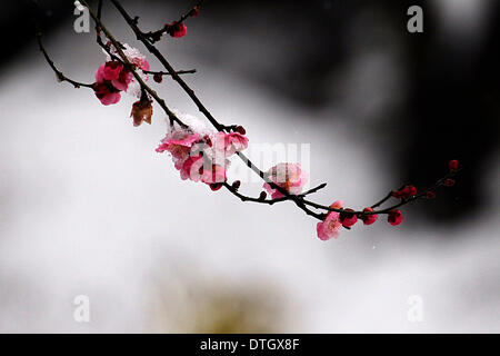 Nanjing. 18th Feb, 2014. Photo taken on Feb. 18, 2014 shows plum blossoms in snow in Nanjing, capital of east China's Jiangsu Province. Snowstorms have been sweeping parts of China, wreaking havoc on traffic and crops. Credit:  Shen Peng/Xinhua/Alamy Live News Stock Photo